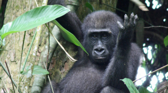 Lowland gorillas in Congo-Brazzaville