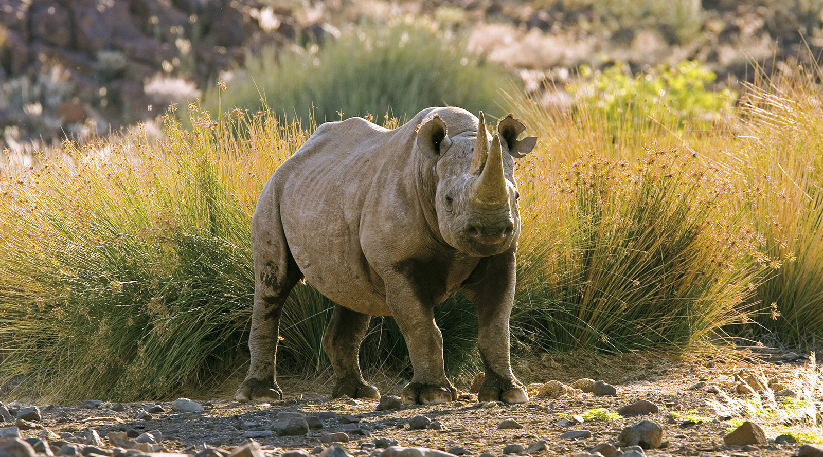 © Wilderness Safaris