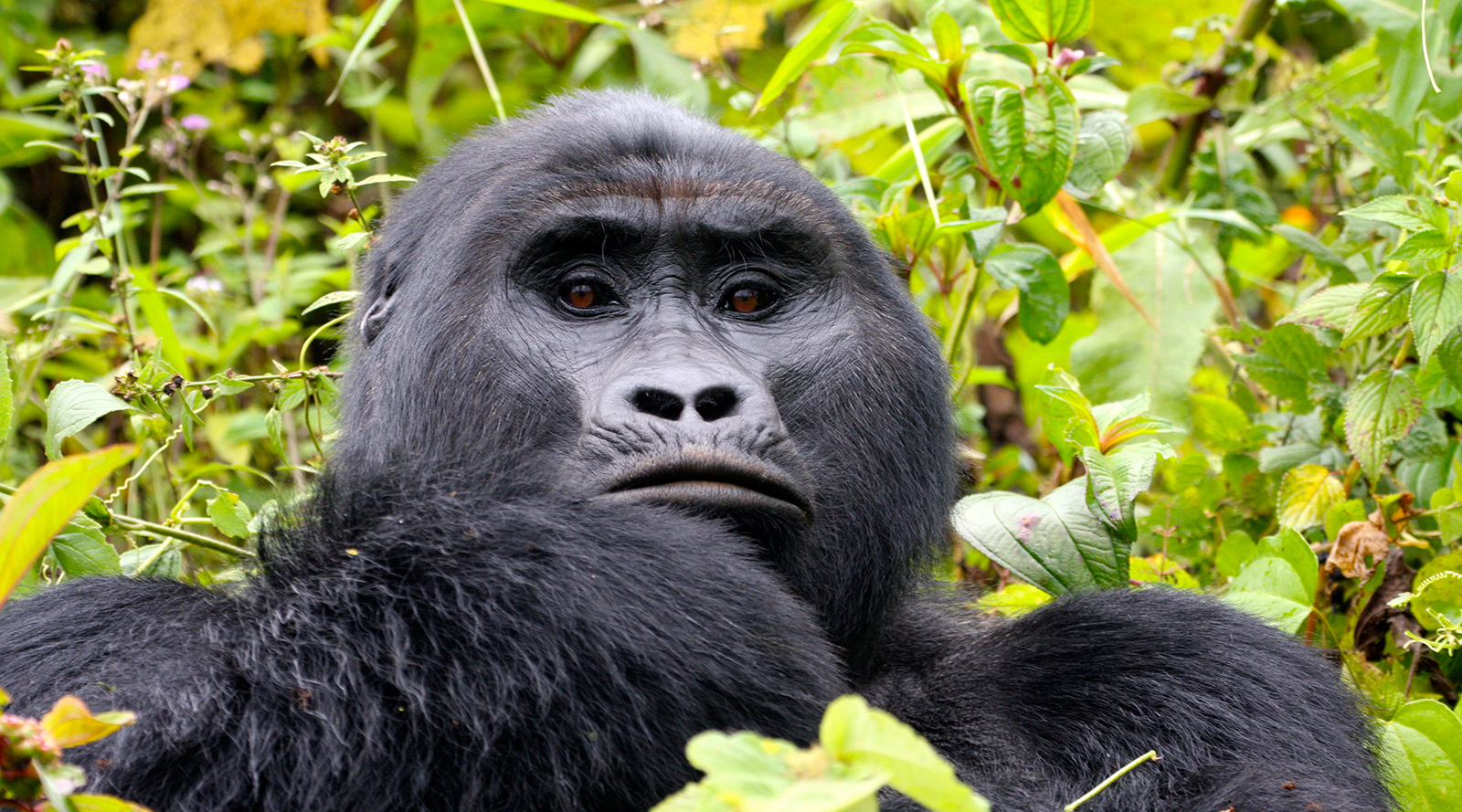 © Benedetta Mazzini | Uganda, Bwindi National Park