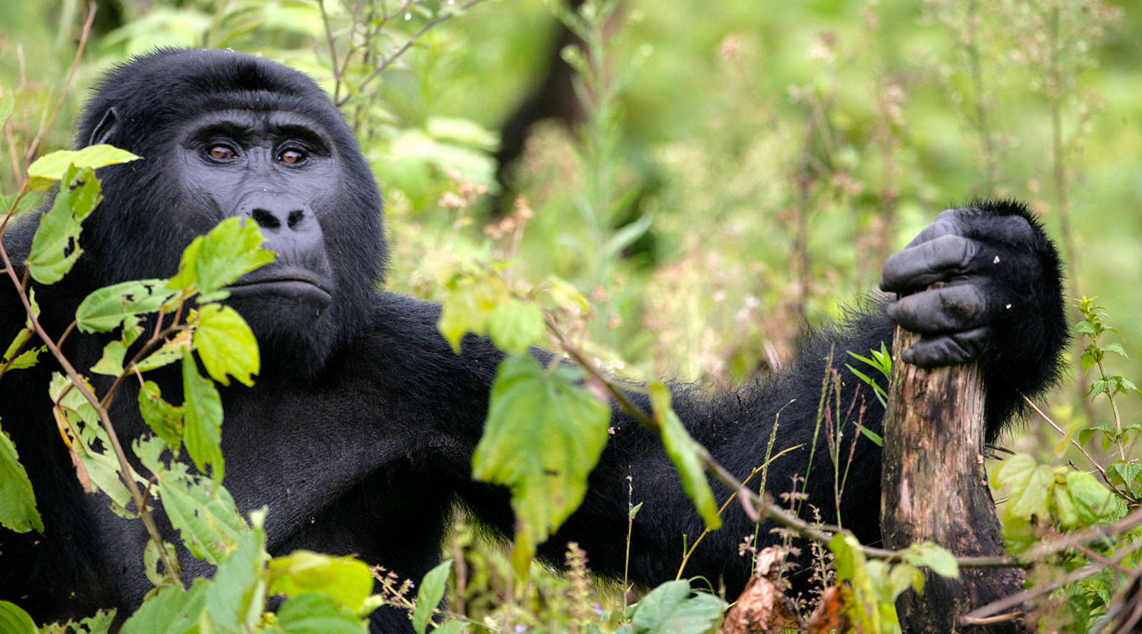 © Benedetta Mazzini | Uganda, Bwindi National Park